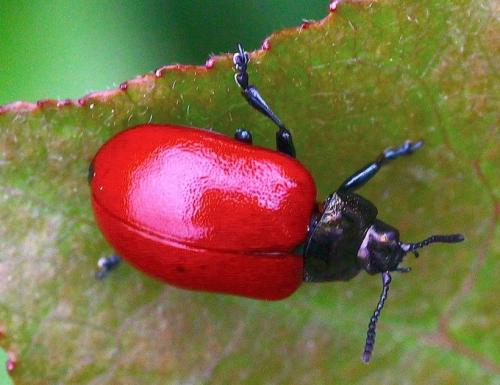Réf. 275 087 : Chrysomela populi
